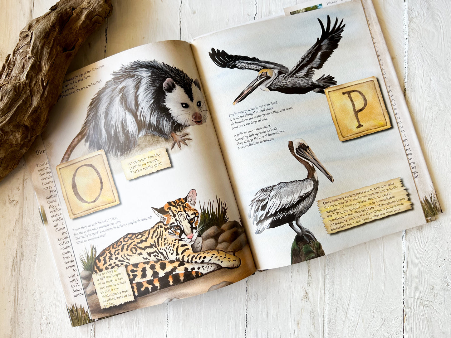 Lousisana Animals ABC Book